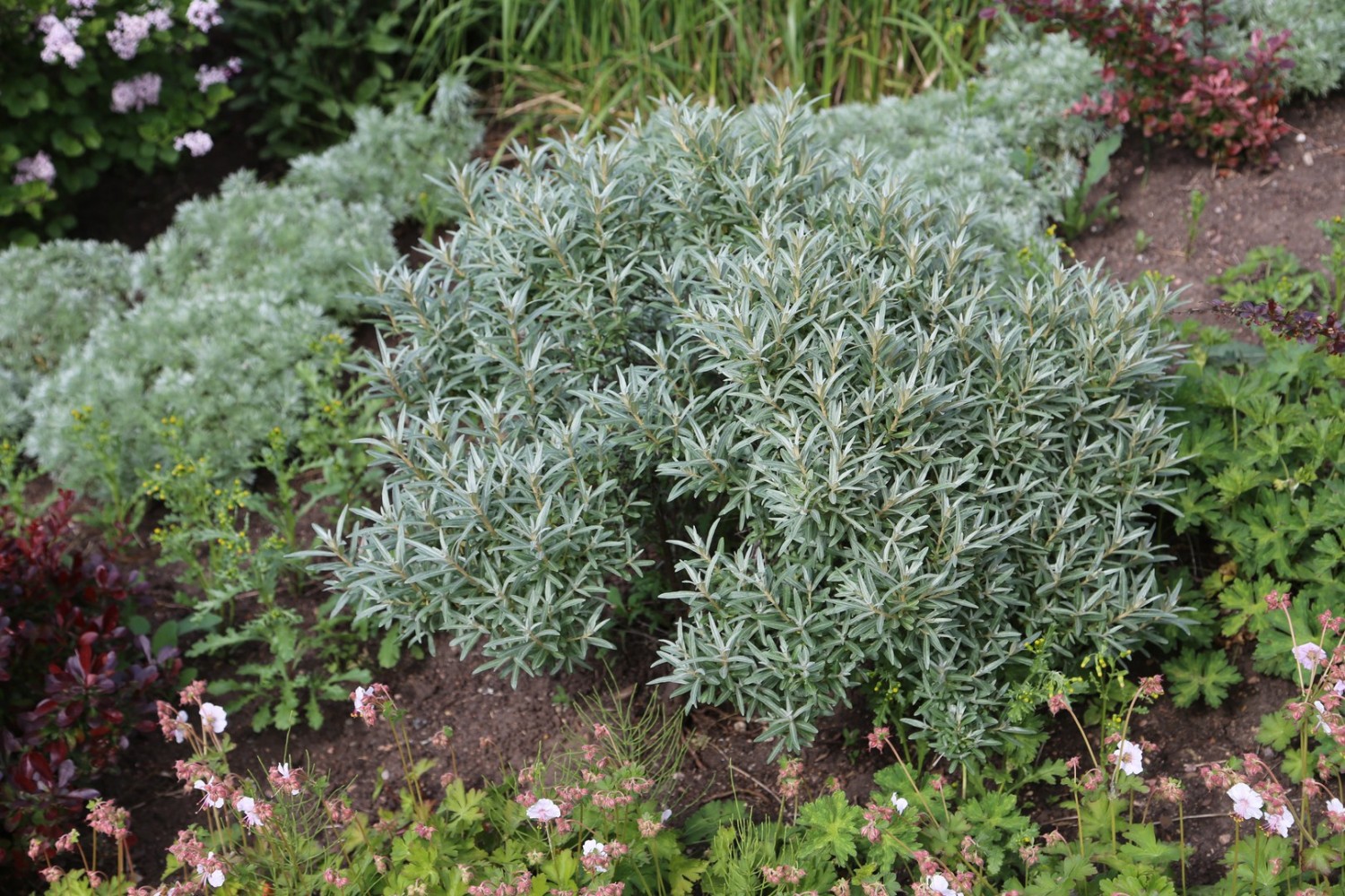 Hippophae rhamnoides 'Hikul'